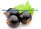 노화 방지 CAS 84082-34-8를 위한 어두운 자주색 까막까치밥 나무 추출물 Ribes Nigrum L 협력 업체