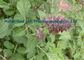 Salvia Miltiorrhiza Danshen 중국 나물 분말 주홍색 568-72-9 협력 업체